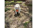 American Eskimo Dog Puppy for sale in Austin, TX, USA