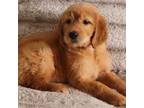 Goldendoodle Puppy for sale in Harrisonburg, VA, USA