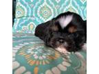 Shih Tzu Puppy for sale in Burnsville, NC, USA
