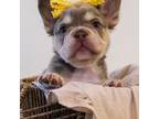 French Bulldog Puppy for sale in Lake Jackson, TX, USA