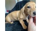 Dachshund Puppy for sale in Augusta, GA, USA