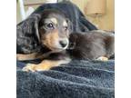 Dachshund Puppy for sale in Augusta, GA, USA