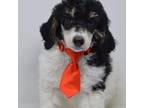 Mutt Puppy for sale in Billings, MT, USA
