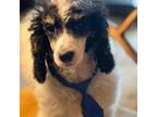 Mutt Puppy for sale in Billings, MT, USA