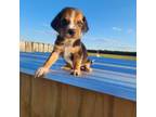 Beagle Puppy for sale in Jamesville, NC, USA