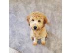 Mutt Puppy for sale in Tuscola, IL, USA
