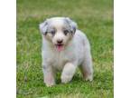 Australian Shepherd Puppy for sale in Northport, AL, USA