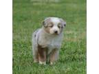 Australian Shepherd Puppy for sale in Northport, AL, USA