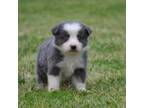 Australian Shepherd Puppy for sale in Northport, AL, USA