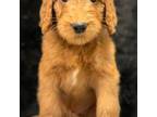 Goldendoodle Puppy for sale in Canaan, ME, USA