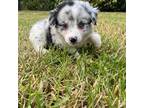 Miniature Australian Shepherd Puppy for sale in West Palm Beach, FL, USA