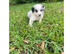 Miniature Australian Shepherd Puppy for sale in Pembroke Pines, FL, USA