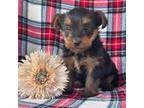 Yorkshire Terrier Puppy for sale in Mayslick, KY, USA