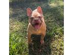 French Bulldog Puppy for sale in San Francisco, CA, USA
