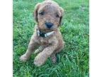 Mutt Puppy for sale in Dracut, MA, USA