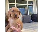 Vizsla Puppy for sale in Bluffdale, UT, USA