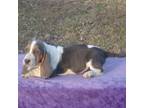 Basset Hound Puppy for sale in Kansas City, MO, USA