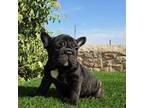 French Bulldog Puppy for sale in El Paso, TX, USA