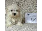 Maltese Puppy for sale in Clifton, KS, USA