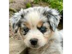 Miniature Australian Shepherd Puppy for sale in Roy, WA, USA