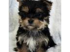 Yorkshire Terrier Puppy for sale in Fredericksburg, OH, USA