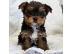 Yorkshire Terrier Puppy for sale in Fredericksburg, OH, USA