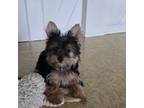 Yorkshire Terrier Puppy for sale in Fredericksburg, OH, USA