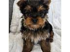 Yorkshire Terrier Puppy for sale in Fredericksburg, OH, USA