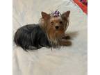 Yorkshire Terrier Puppy for sale in Oroville, WA, USA