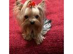 Yorkshire Terrier Puppy for sale in Oroville, WA, USA