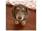 Dachshund Puppy for sale in Hattiesburg, MS, USA