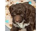 Mutt Puppy for sale in Blue Island, IL, USA
