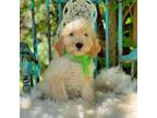 Goldendoodle Puppy for sale in Norman, OK, USA