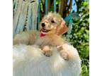 Goldendoodle Puppy for sale in Norman, OK, USA