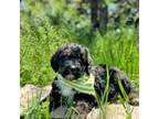 Mutt Puppy for sale in Norman, OK, USA