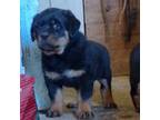 Rottweiler Puppy for sale in Carthage, MO, USA