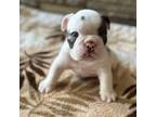 Bulldog Puppy for sale in Cheyenne, WY, USA