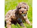 Belle the toy poodle