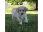 Miniature Australian Shepherd Puppy for sale in Fair Play, MO, USA