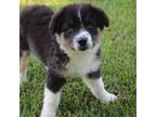 Miniature Australian Shepherd Puppy for sale in Fair Play, MO, USA