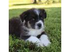 Miniature Australian Shepherd Puppy for sale in Fair Play, MO, USA