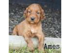 Irish Setter Puppy for sale in Morrison, TN, USA