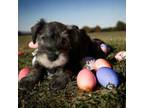 Schnauzer (Miniature) Puppy for sale in Anderson, IN, USA