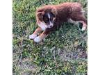 Miniature Australian Shepherd Puppy for sale in Newton, KS, USA