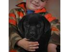 Labrador Retriever Puppy for sale in Fresno, OH, USA