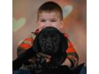 Labrador Retriever Puppy for sale in Fresno, OH, USA