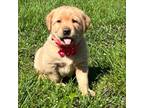 AKC Yellow Lab Puppy- Female 1