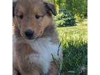 Bearded Collie Puppy for sale in Colorado Springs, CO, USA