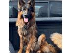 German Shepherd Dog Puppy for sale in Zillah, WA, USA