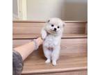 Pomeranian Puppy for sale in Rancho Cucamonga, CA, USA